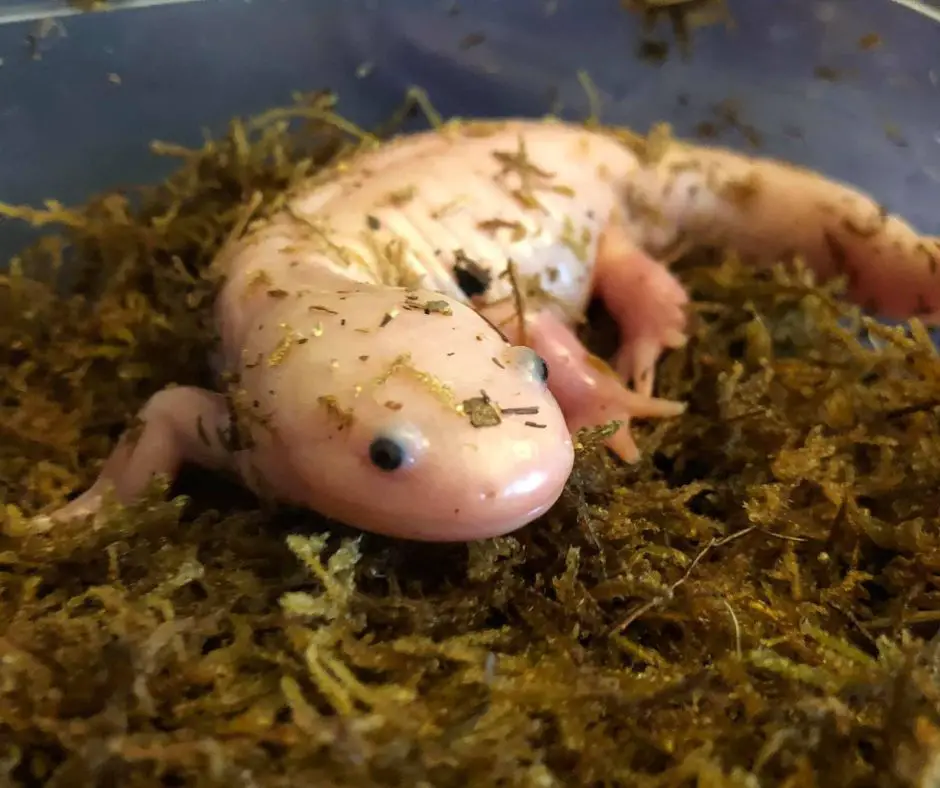 Axolotl Morphing