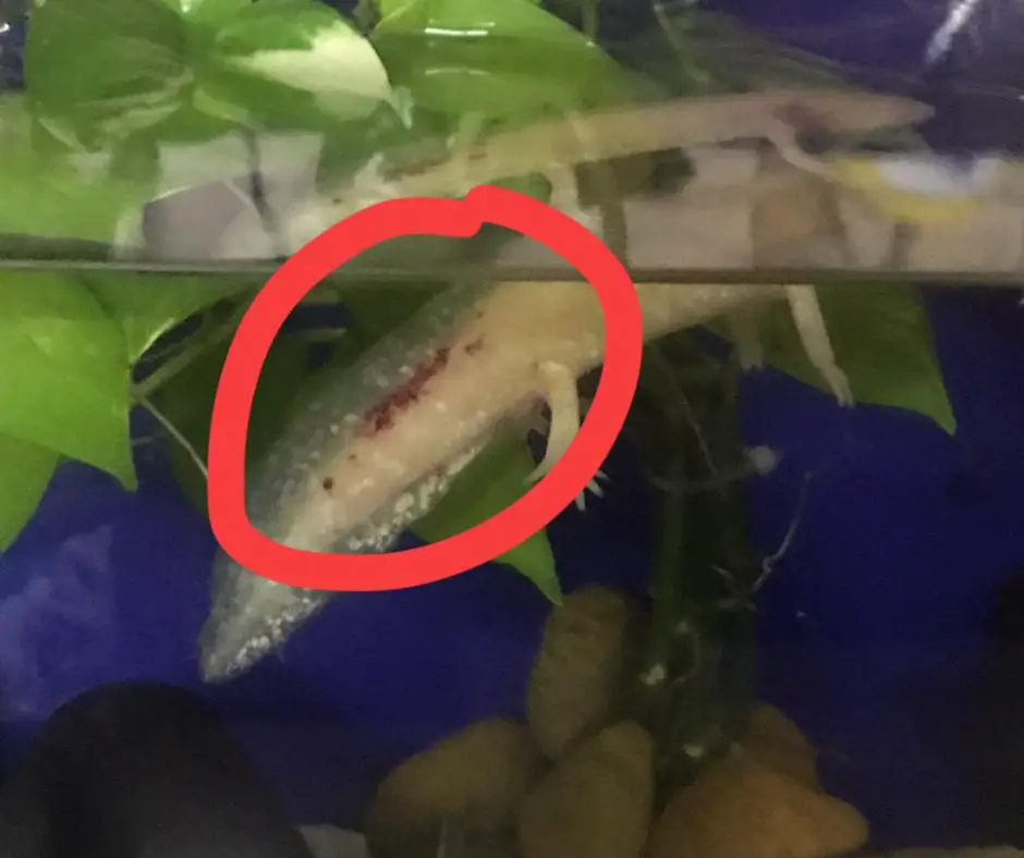 Axolotl Tail Red