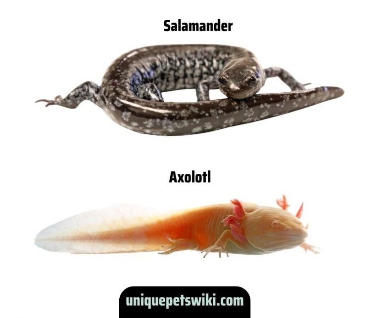 Axolotl Can Turn Into Salamander?