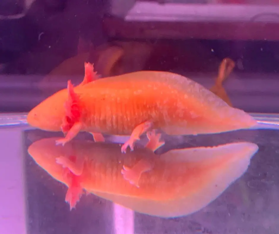 Axolotl doesn't move