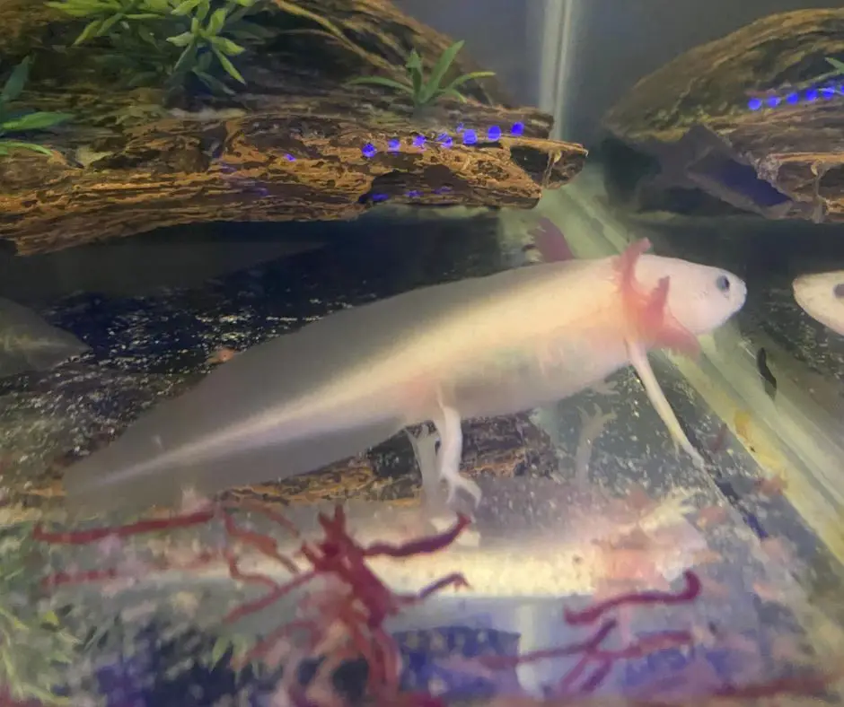 Axolotl doesn't want to eat worms