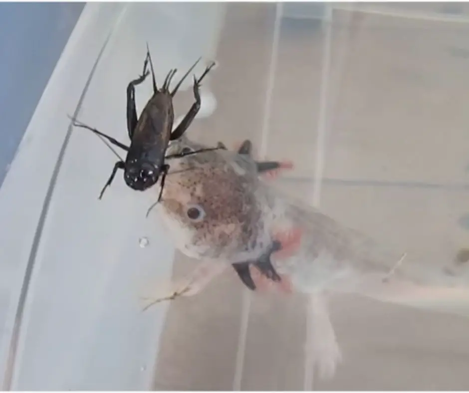 Axolotl eat Cricket