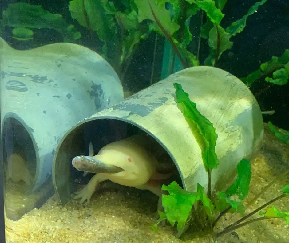 Axolotl eats danio
