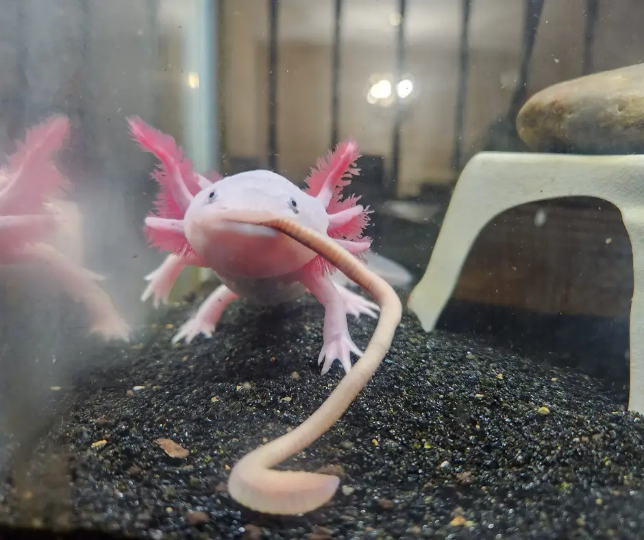 Axolotl eats earthworm