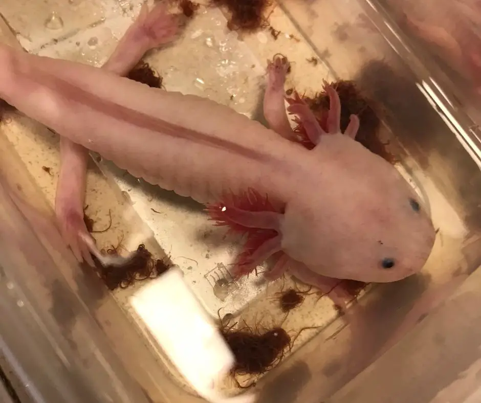 Axolotl eats worms