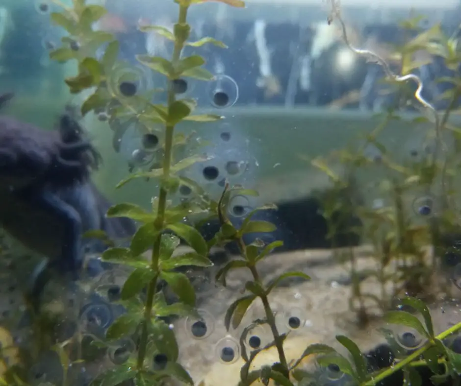 Axolotl eggs