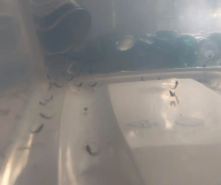 Axolotl eggs are ready to hatch