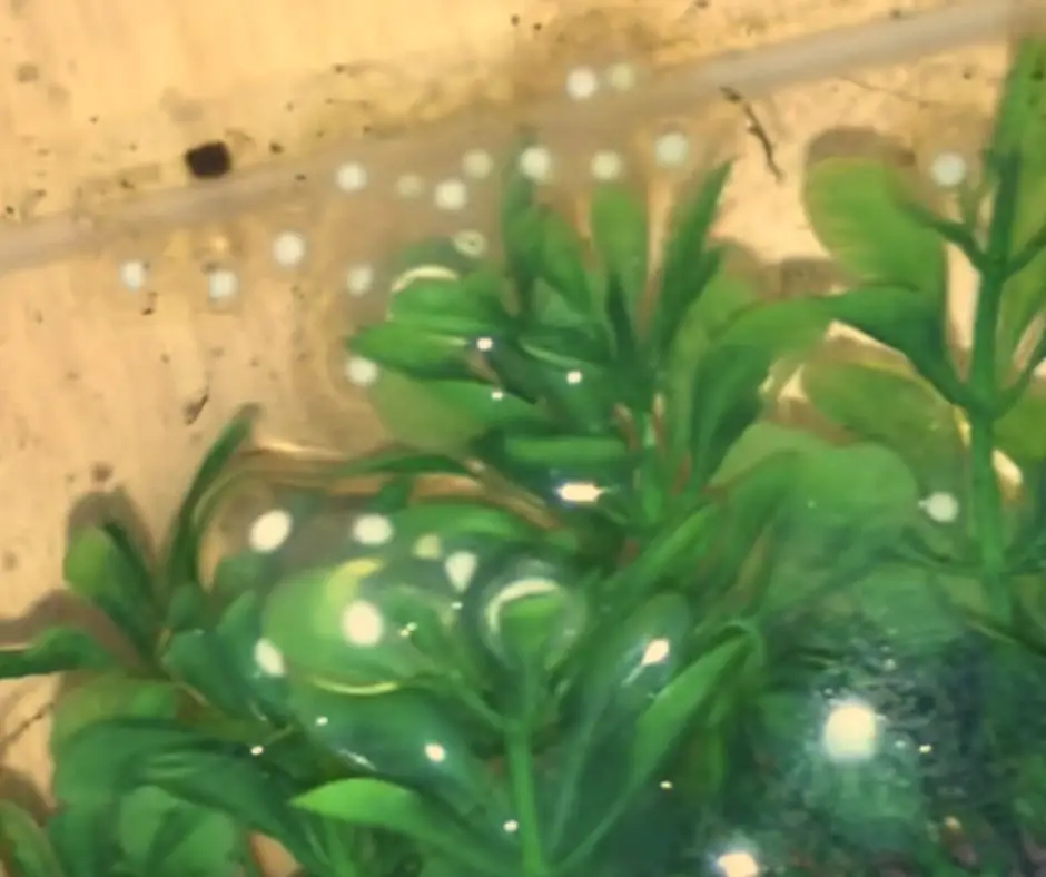 Axolotl eggs have milky and cloudy color