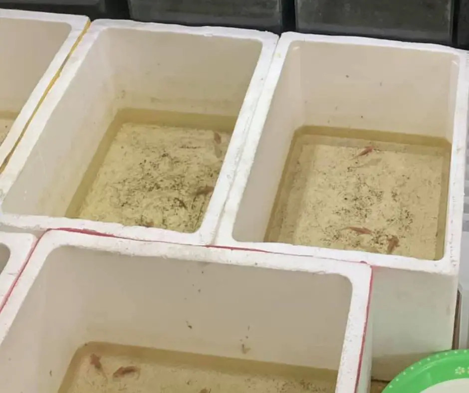 Axolotl eggs with baby axolotls in container