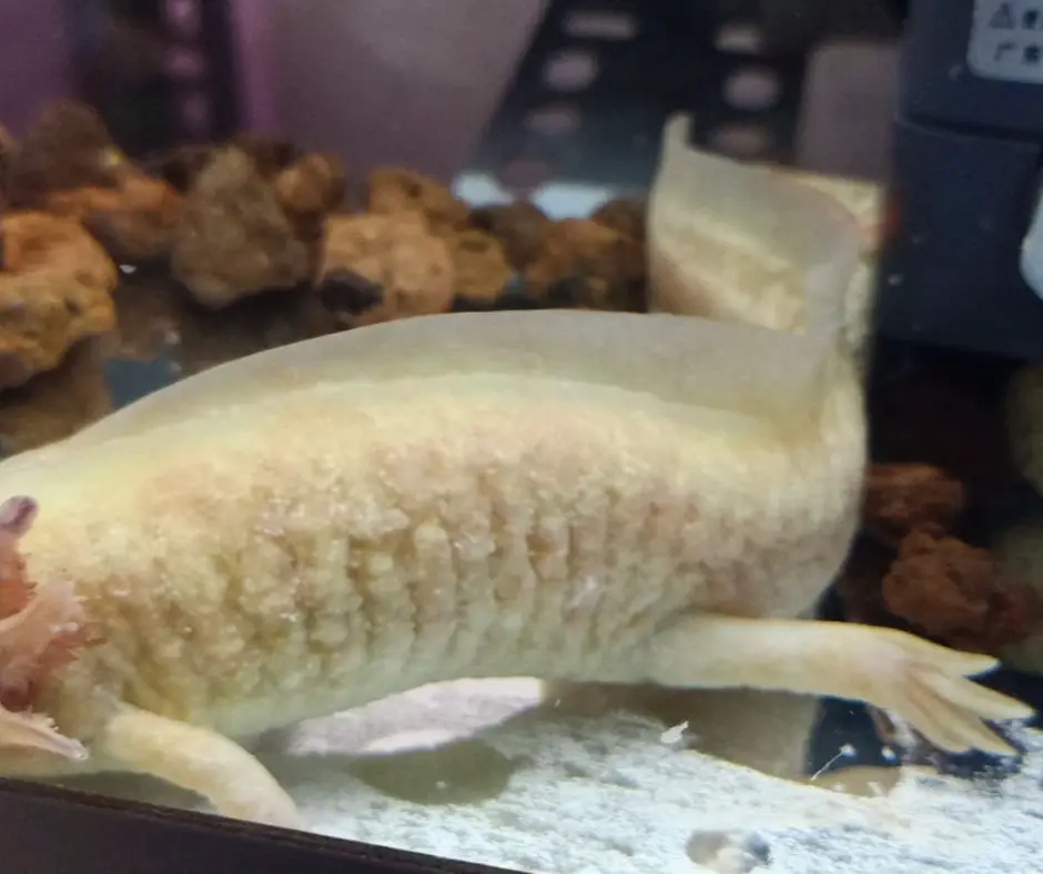 Axolotl has Fungus