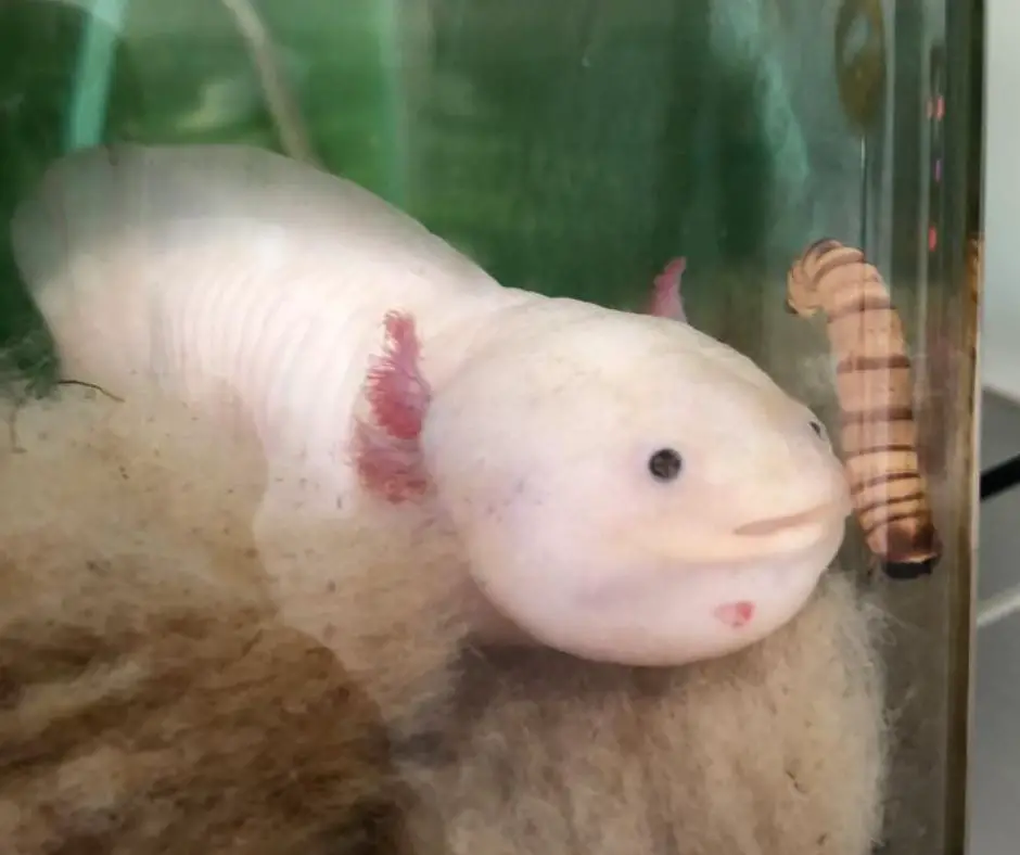 Axolotl has a mouth problem