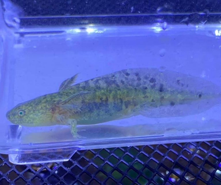 Axolotl Babies Hatching Complete Guide