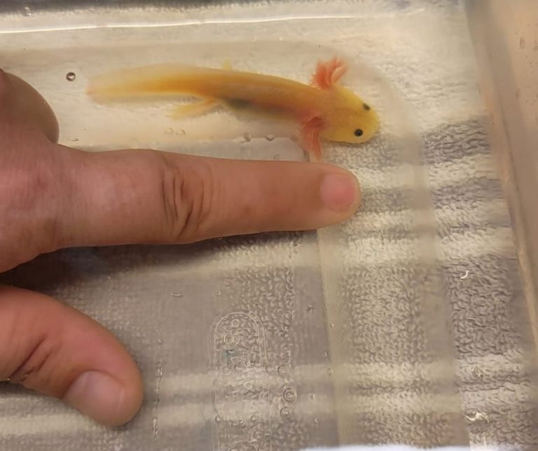 Axolotl Babies Hatching Complete Guide