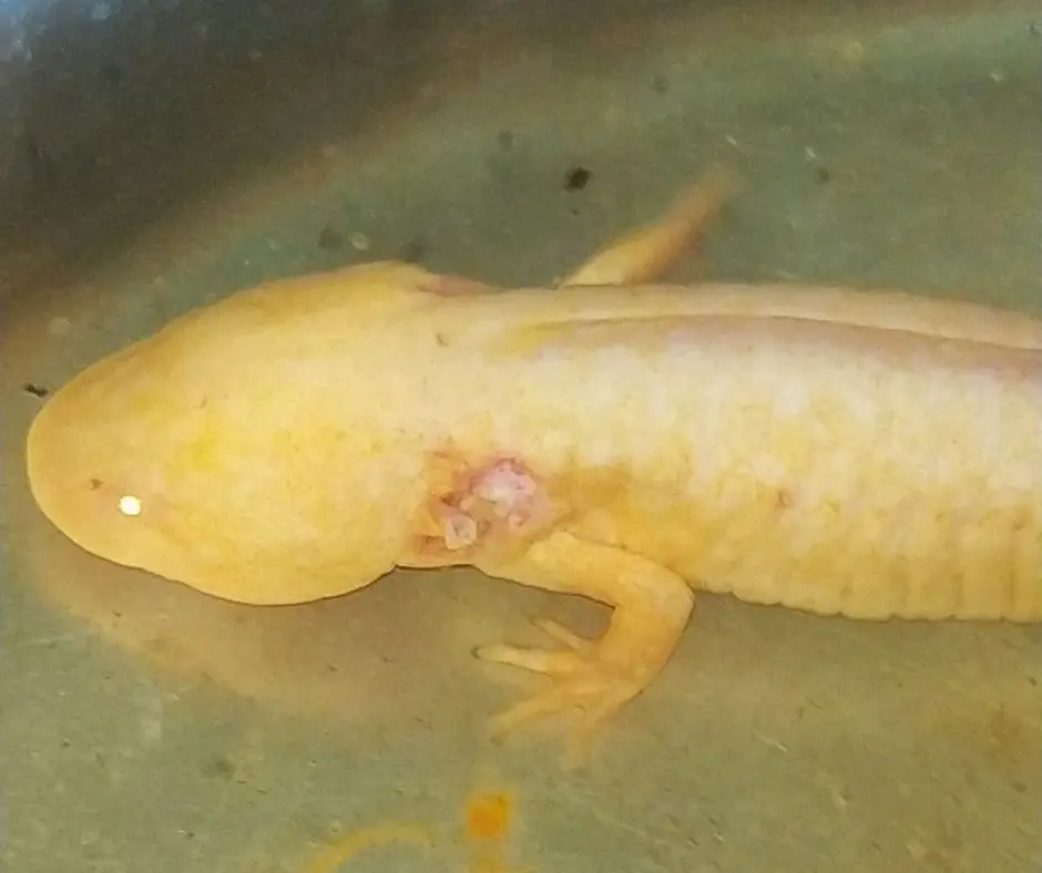 Axolotl has fungs because It stress