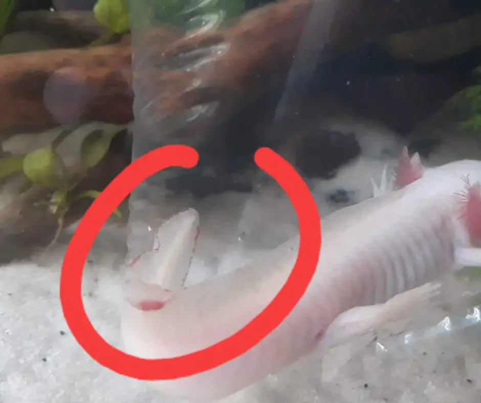 Axolotl has increased blood flow to the tail.