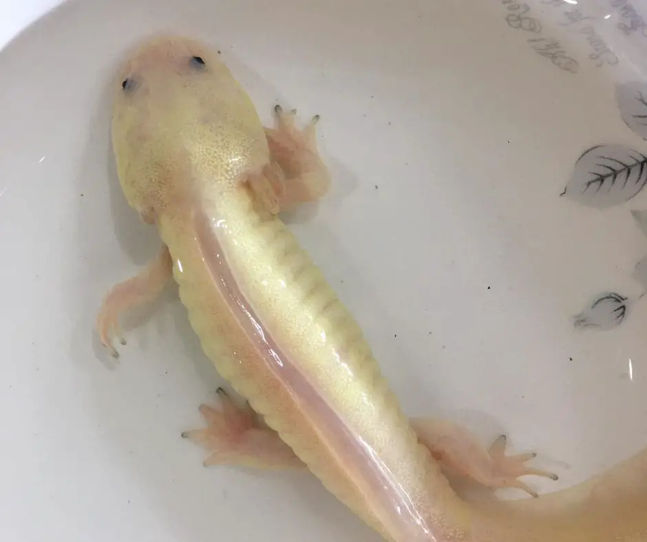 Axolotl has liver problems