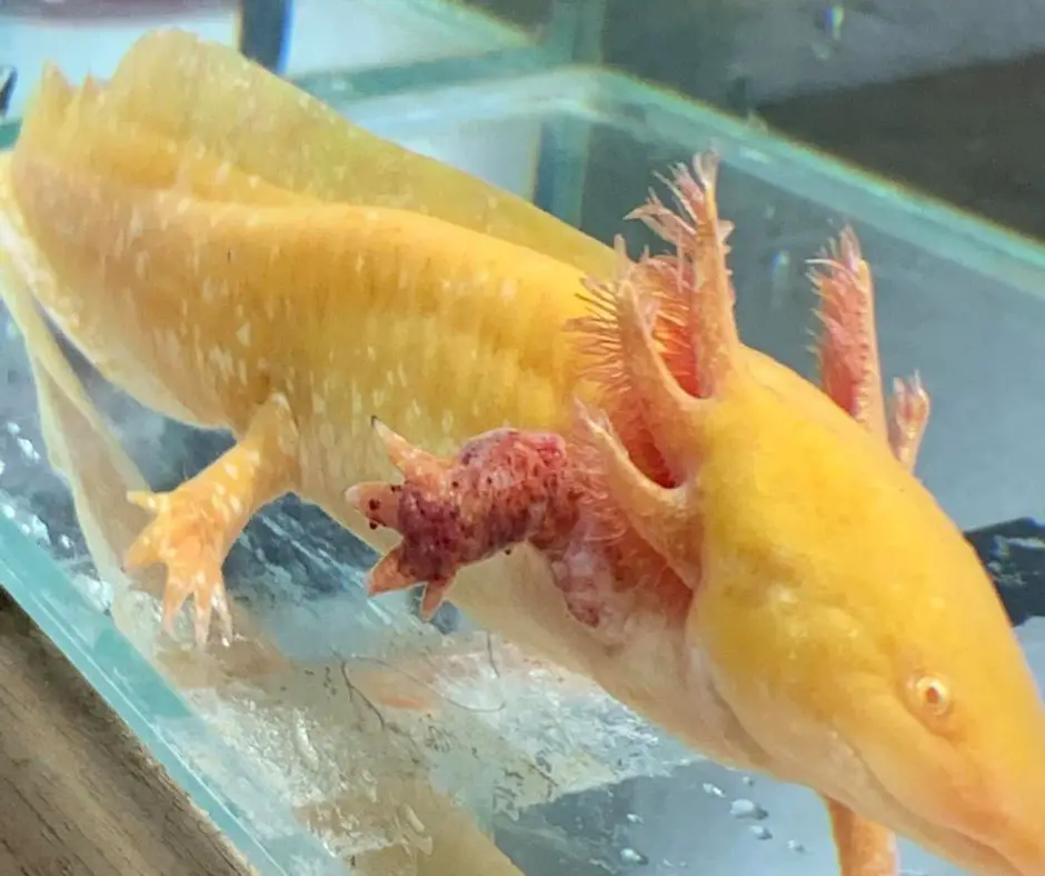 Axolotl has red leg syndrome