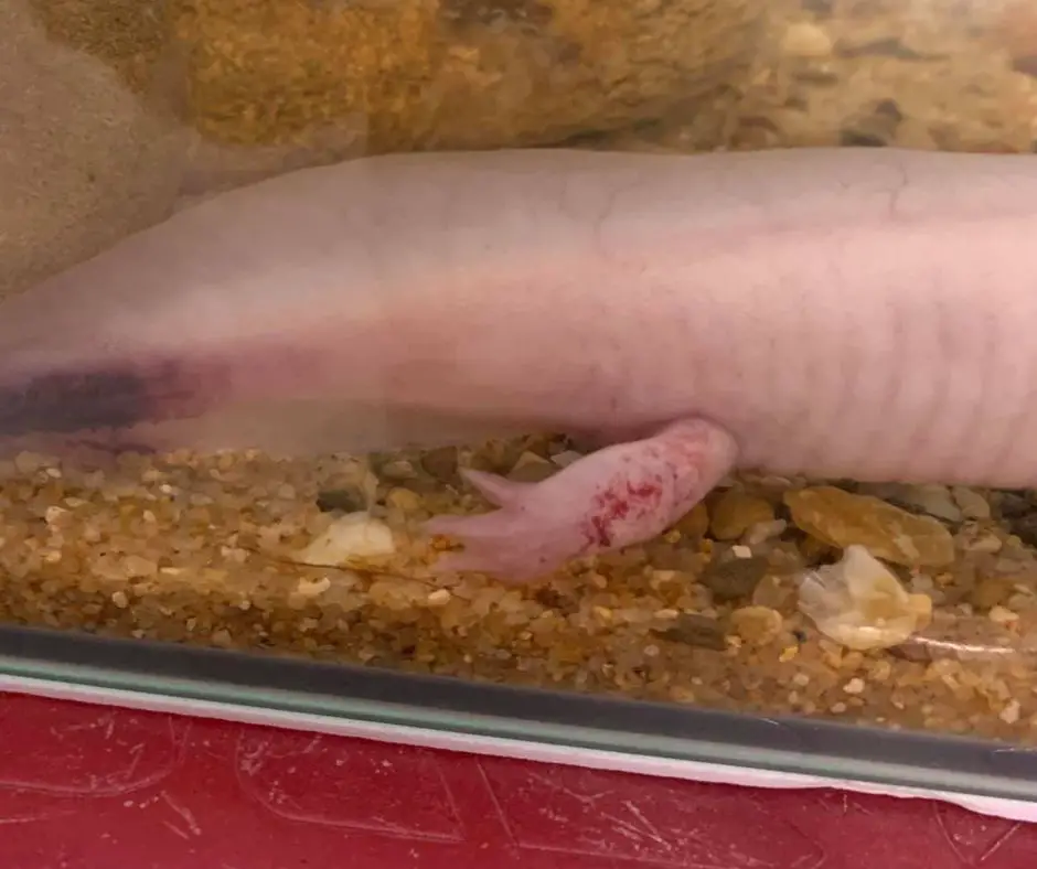 Axolotl has red leg