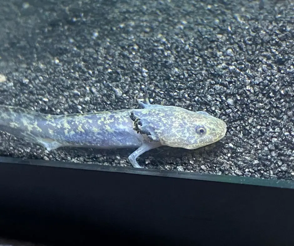 Axolotl has the same skin color as the substrate