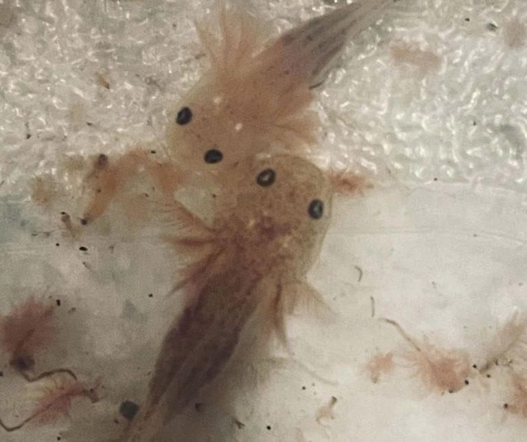 Axolotl Babies Hatching Complete Guide
