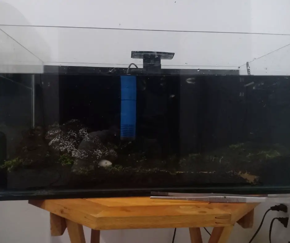 Axolotl hide in dark tank