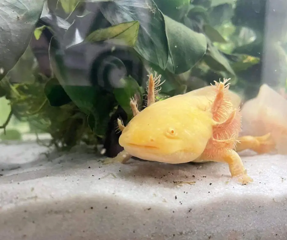 Axolotl in a tank with fine white sand