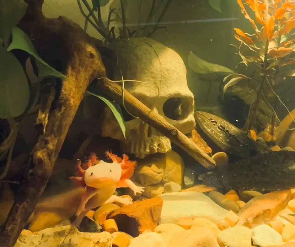 Axolotl in bad tank