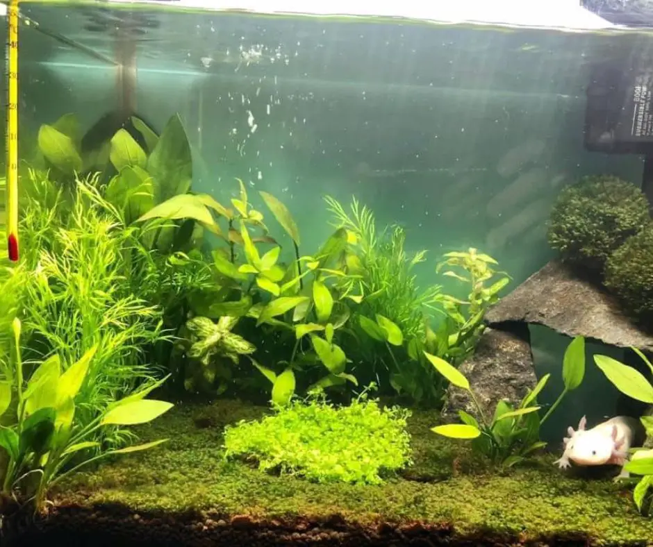 Axolotl in beautiful tank