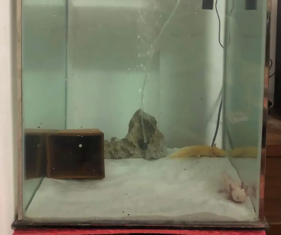 Axolotl in simple tank