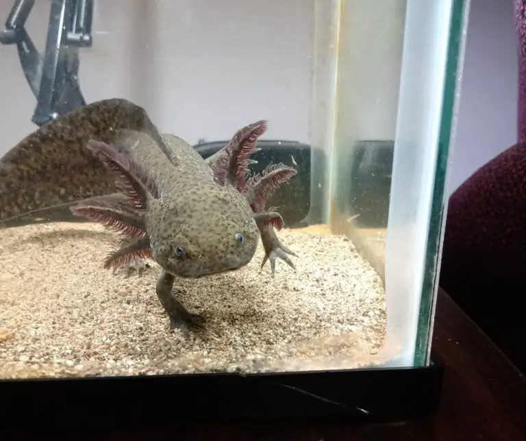 How To Fridge an Axolotl