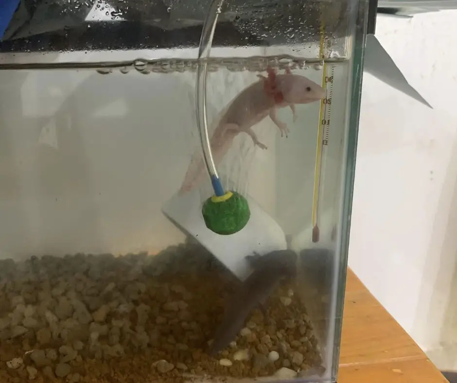 Axolotl in tank has poor quality water