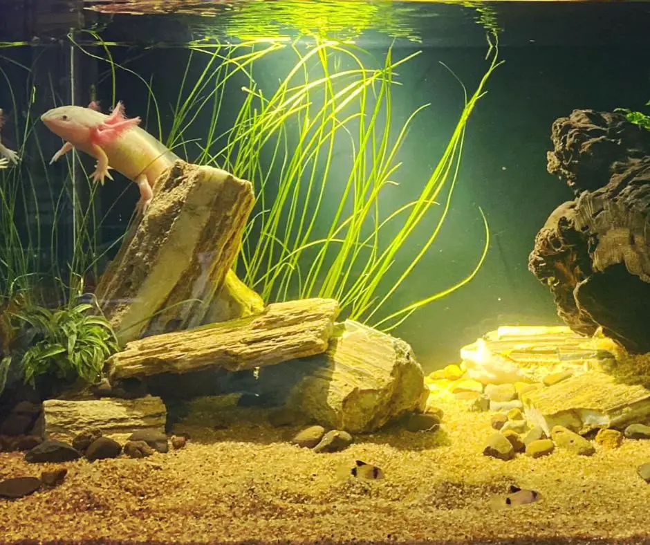 Axolotl in tank with nice light