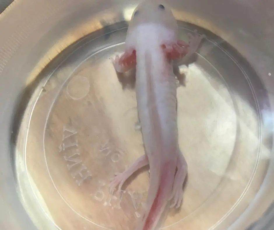 Axolotl in tupperware