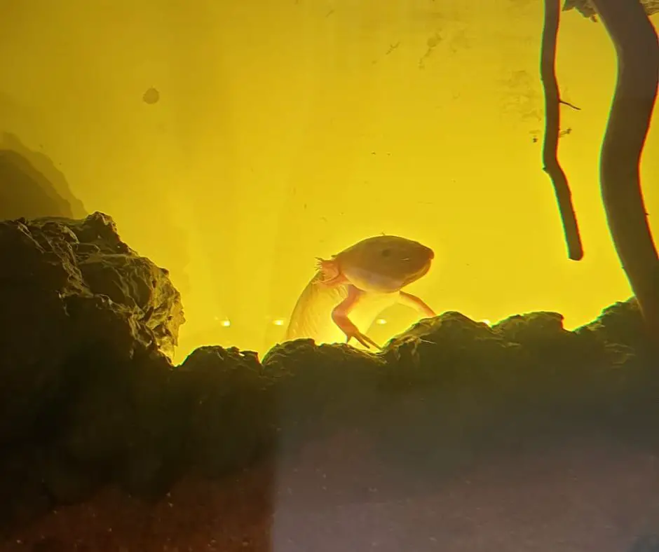 Axolotl in warm water tank