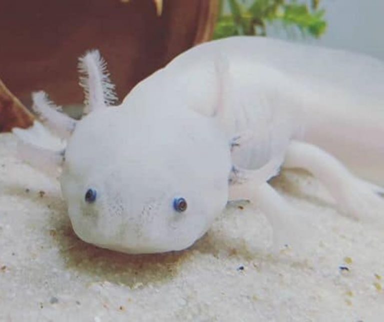 Why Do Axolotl Gills Turn White? (Vet Answer)