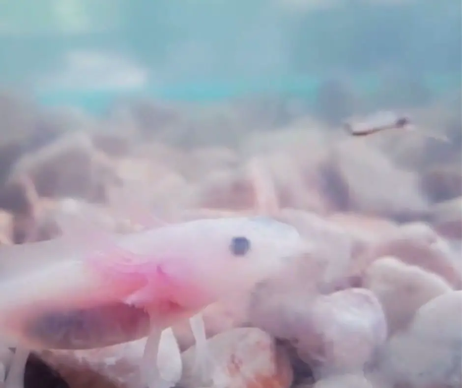 Axolotl is about to eat brine shrimp