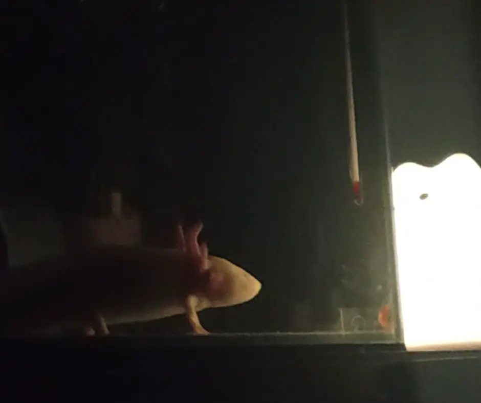 Axolotl is active During the night