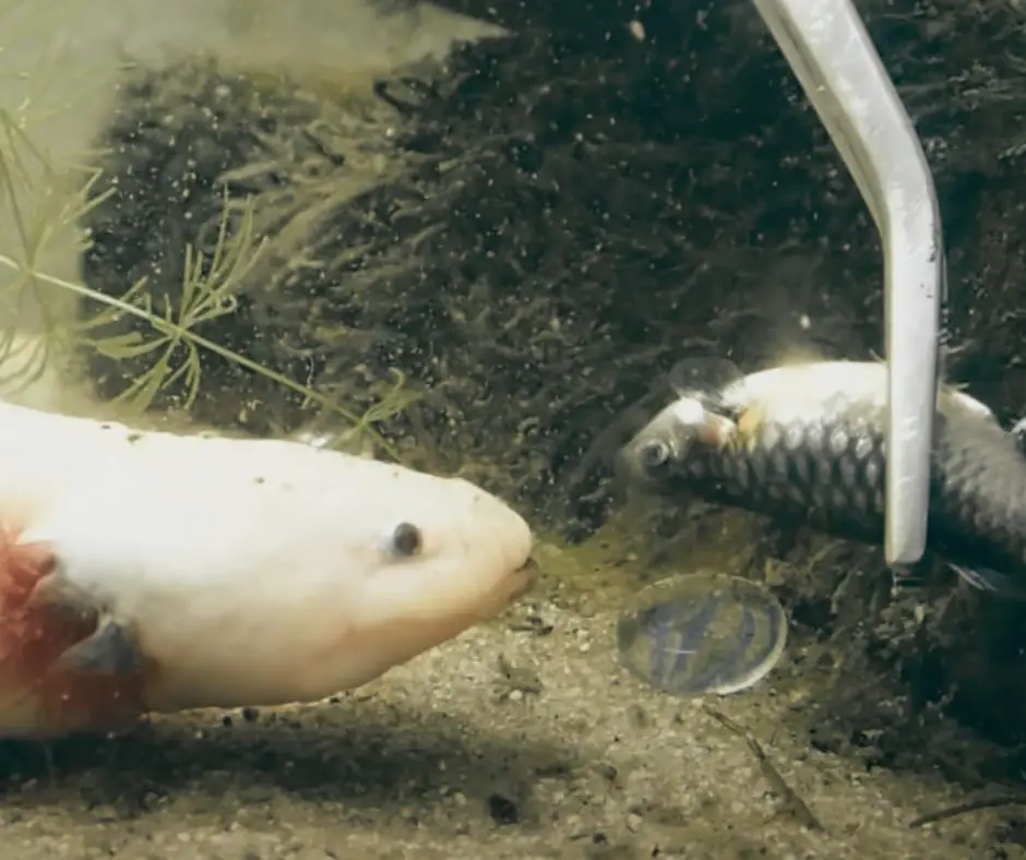 Axolotl is being fed fish