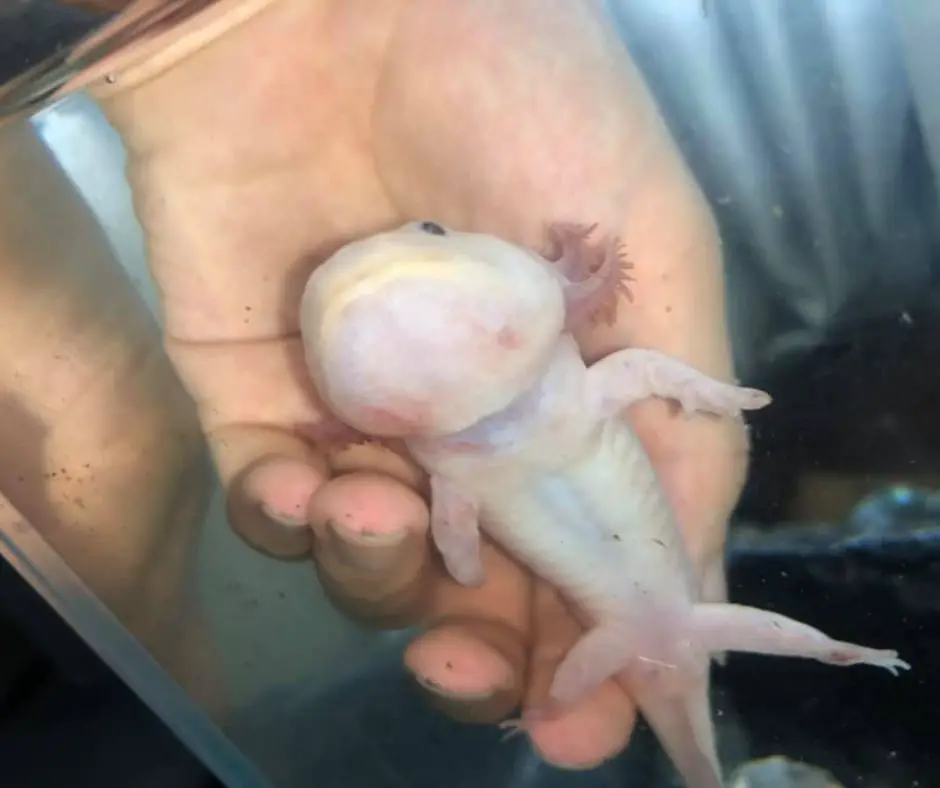 Axolotl is being held inside the tank