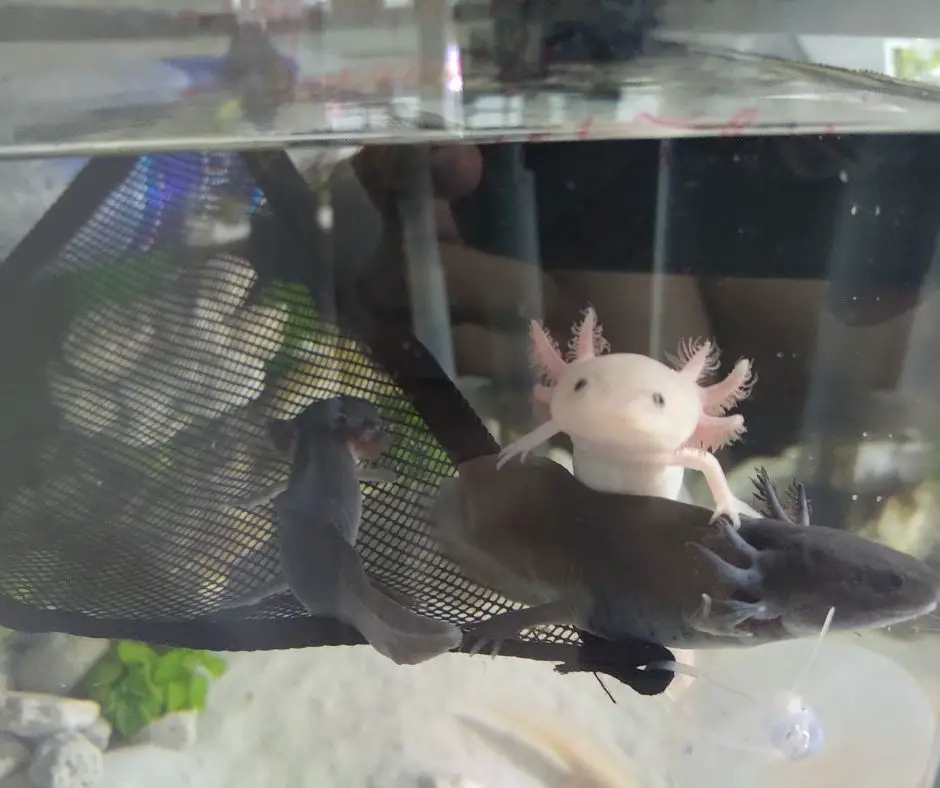 Axolotl is being removed by a big net.