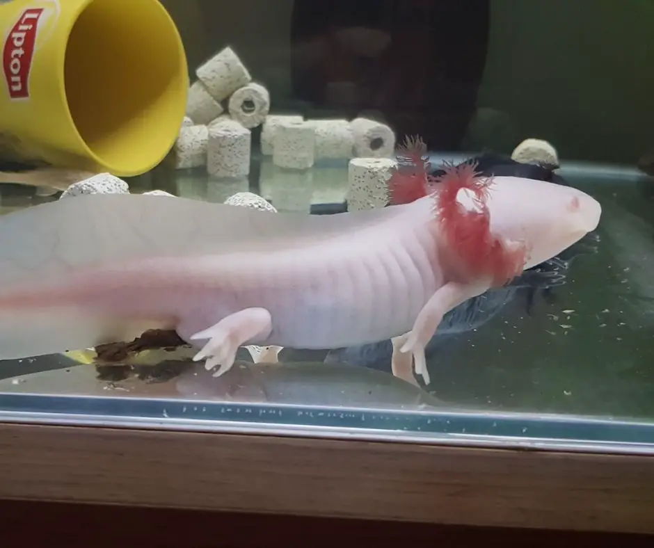  Axolotl is bouncing