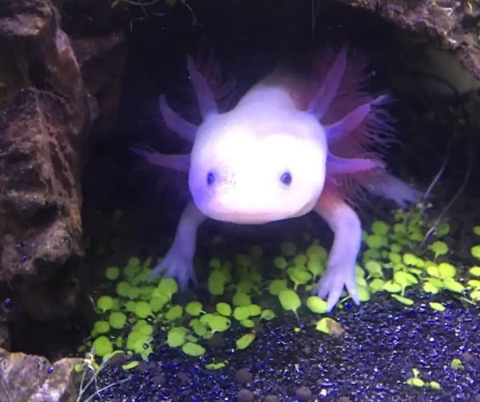 Axolotl is changing the color of its gills