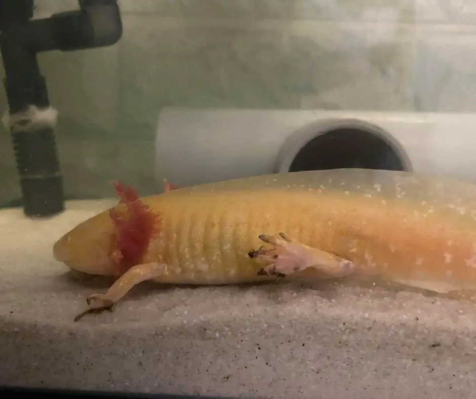 Axolotl is constipated need to fridging