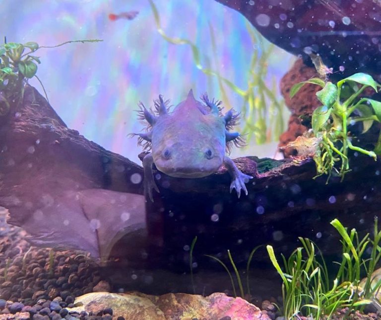 Can I Use Tap Water for My Axolotl?