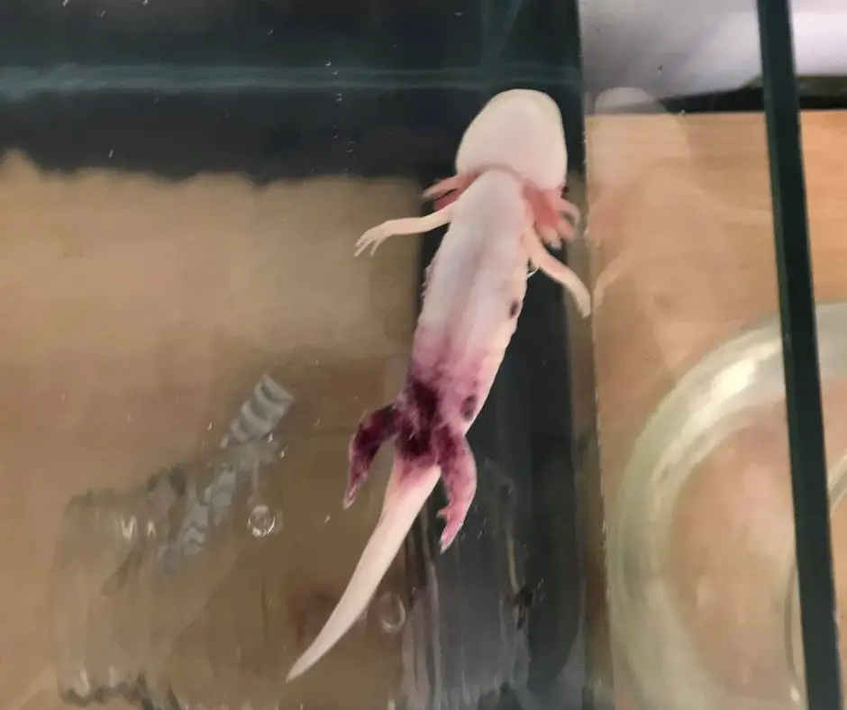 Axolotl is dead because of untreated red leg