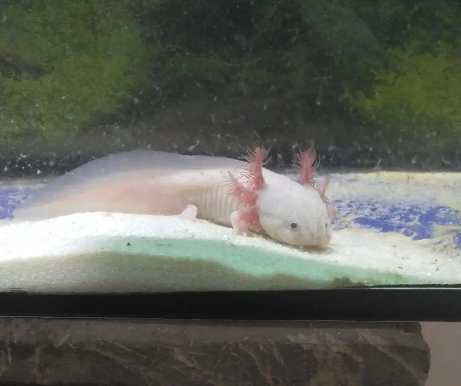 Axolotl is digging