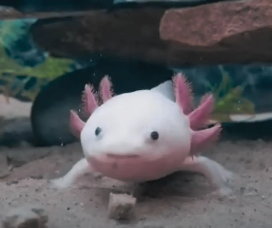 Axolotl is eating 