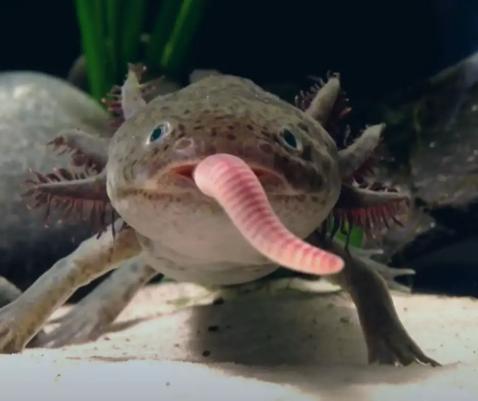 Axolotl is eating Earthworm