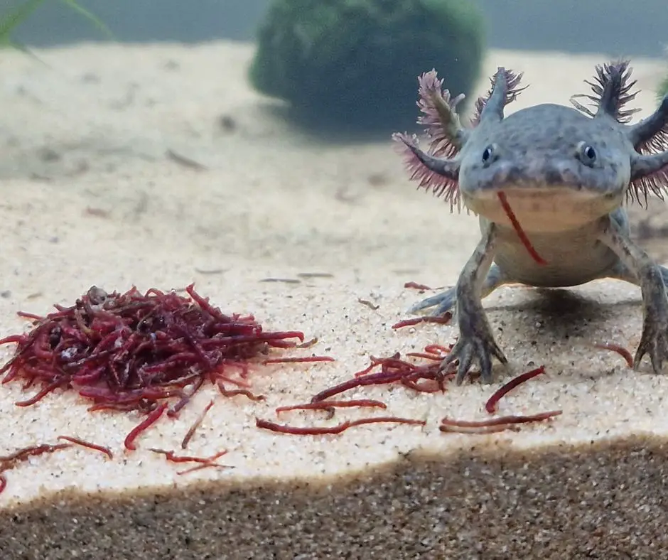 Axolotl is eating bloodworms