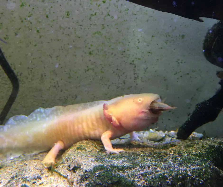 Axolotl is eating fish